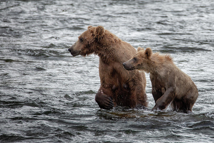 Mother Bear And Her Cub Photograph By Alex Mironyuk - Fine Art America