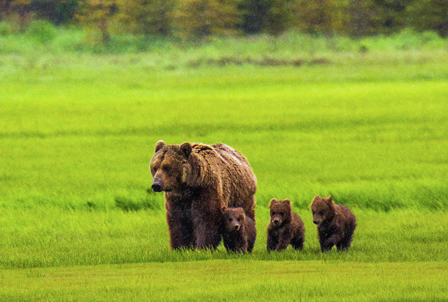 Mother Bear And Three Cubs Photograph by Feng Wei Photography
