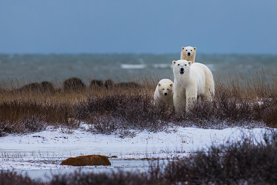 Animal Photograph - Mother Bear With Cubs, Hudson Bay In The Background by Giorgio Disaro