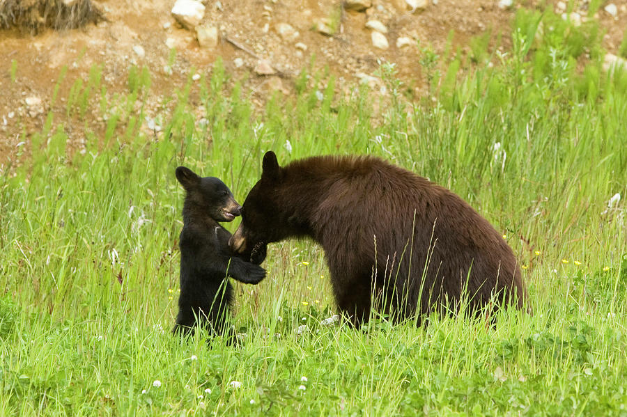 Mother Bear With Her Cub Photograph by Visualcommunications