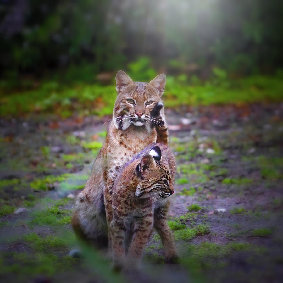 Mother Bobcat and Kitten Photograph by Mark Andrew Thomas