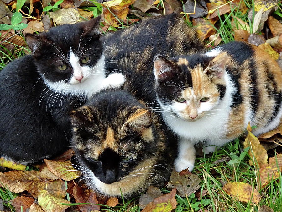 Mother Cat and Two Kittens Photograph by Lyuba Filatova