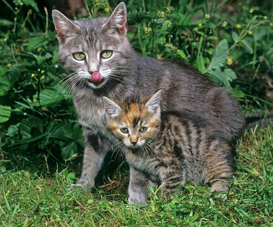 Mother Cat With Tabby Kitten Digital Art by Robert Maier