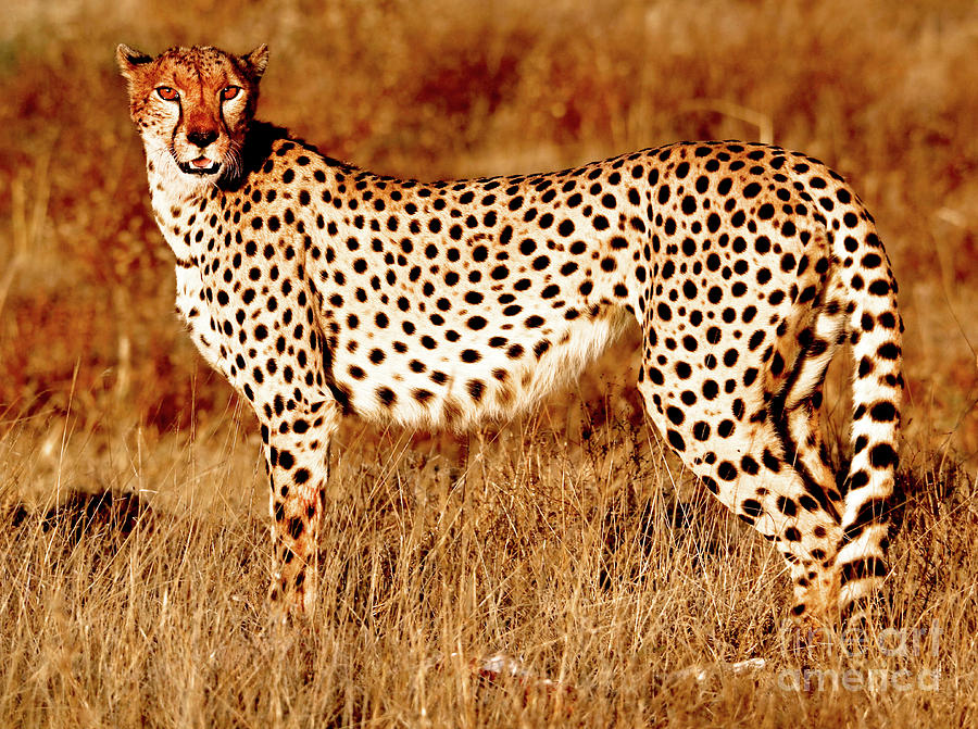 Mother Cheetah, 2019, Photograph Photograph by Eric Meyer