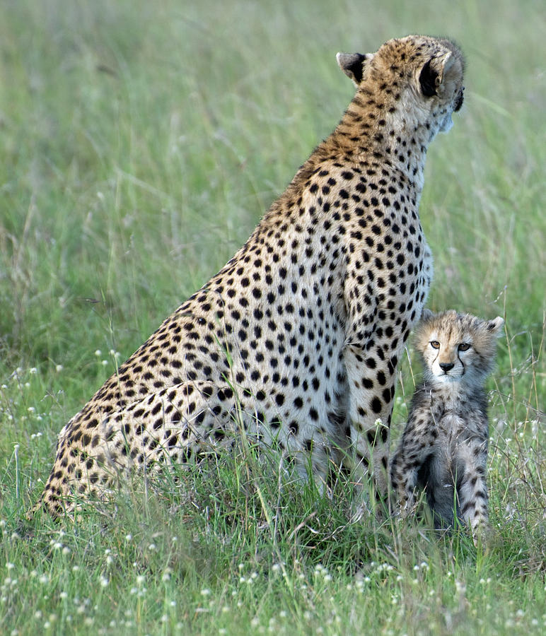 Mother Cheetah And Cub On The Lookout Photograph by (c) Hani Aburahme