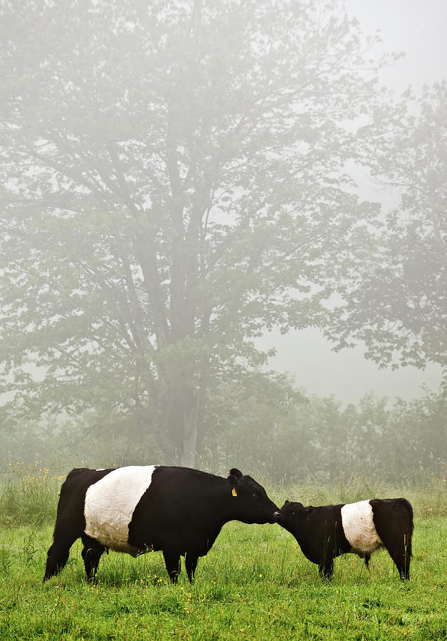 Mother Cow Nuzzles Calf Photograph by Hudson Henry