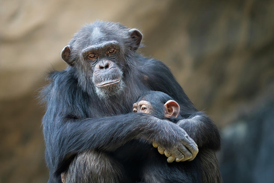 Mother Cuddling Baby Chimp by Eric Lowenbach