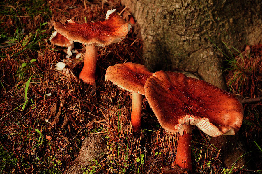 Mushroom Under a Tree Photograph by Cordia Murphy