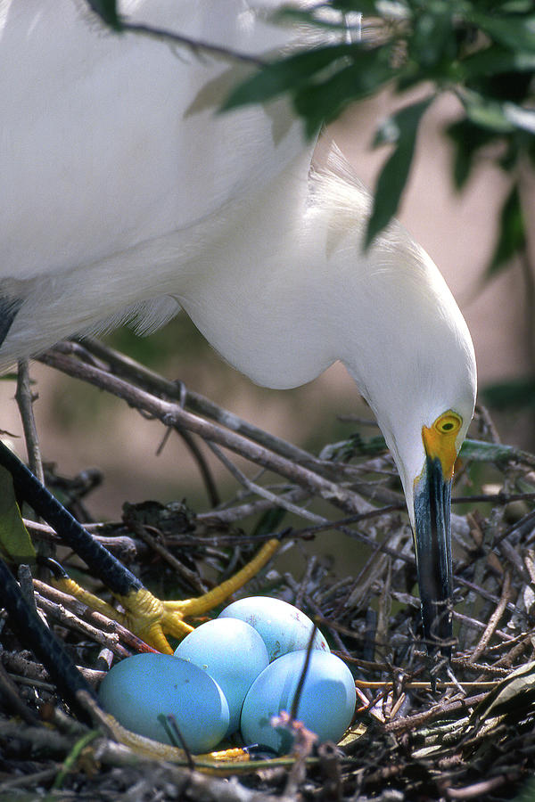 Egg Photograph - Mother Egret Tends to Her Nest by Jerry Griffin