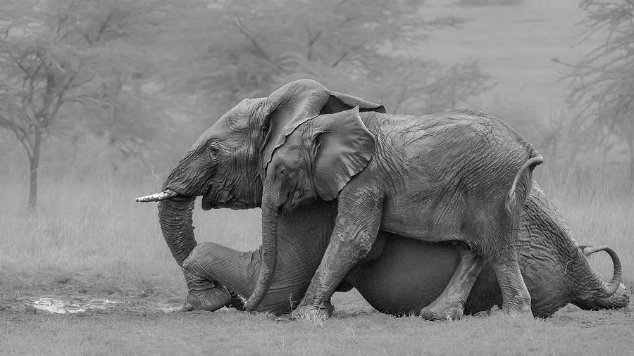 Elephant Photograph - Mother Elephant And Her Calf by Siyu And Wei Photography