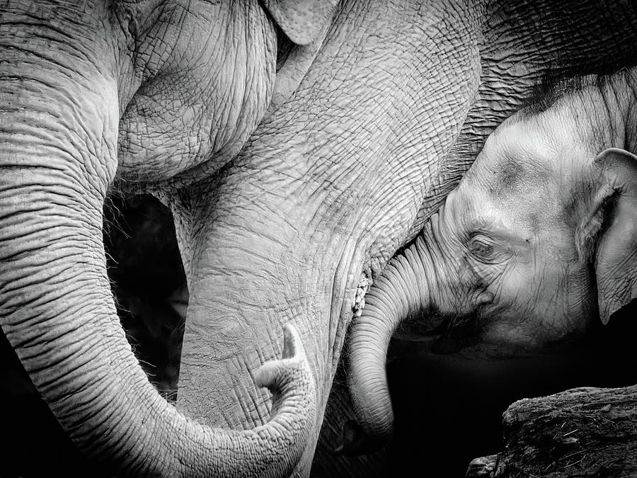 Mother Elephant With Baby, Black And Photograph by Toos