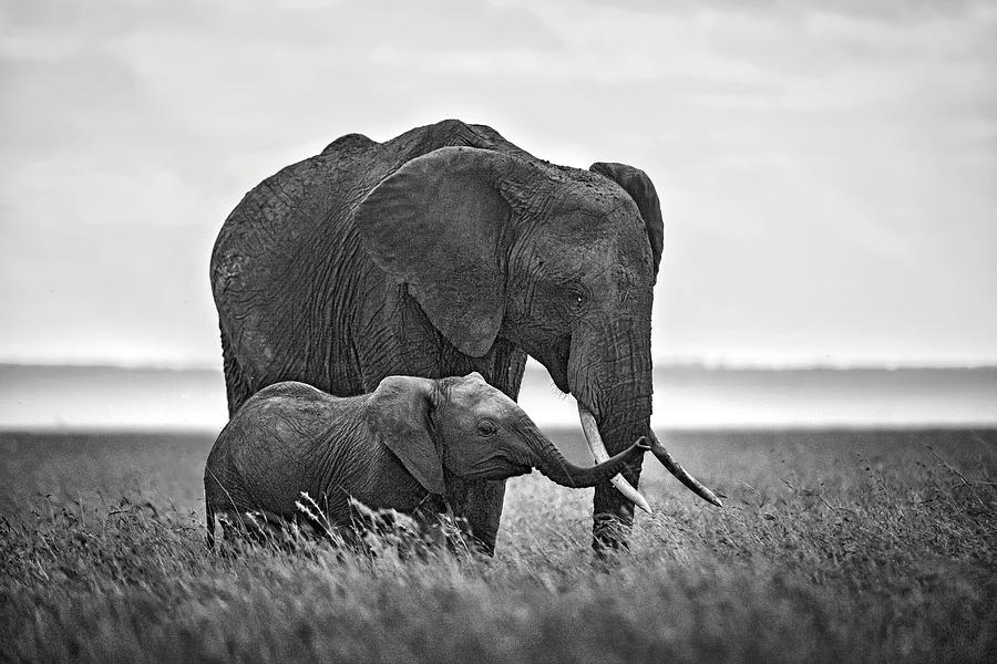 Elephant Photograph - Mother Elephant With Her Calf by Xavier Ortega
