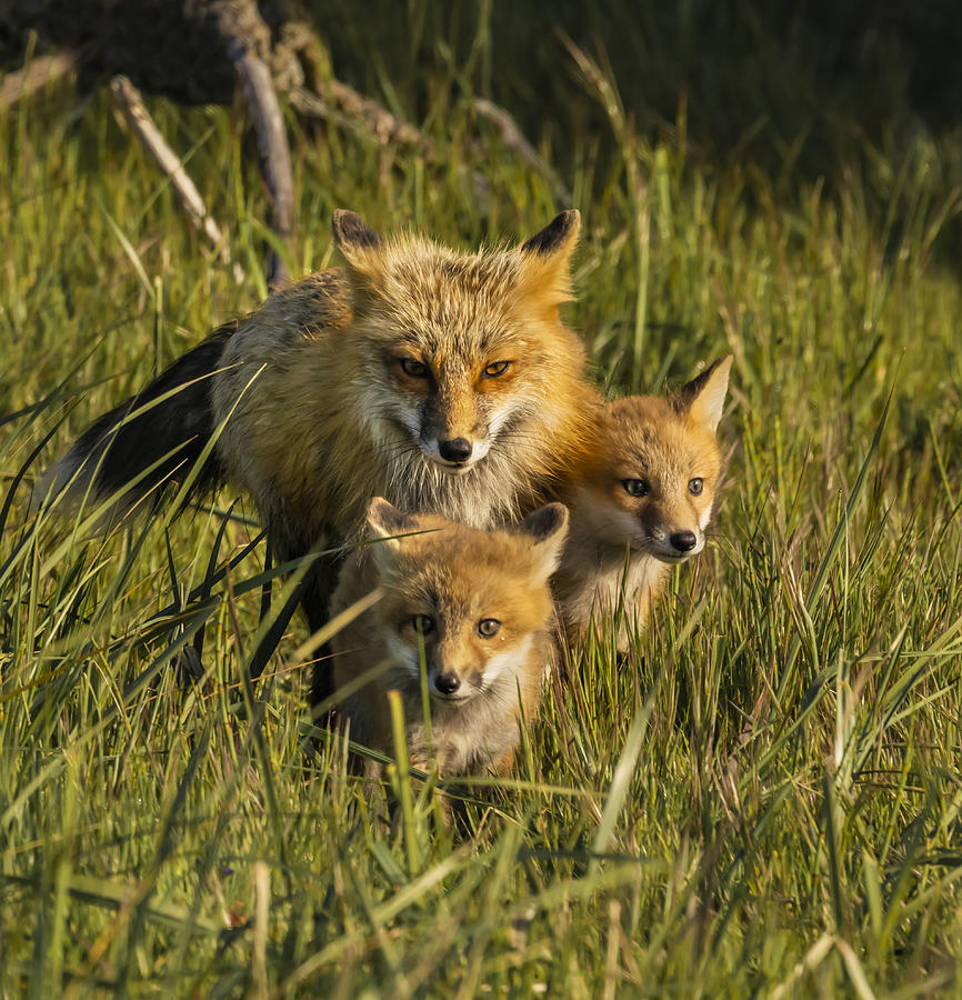 Mother Firefox With Her Children Photograph by Yibing Nie