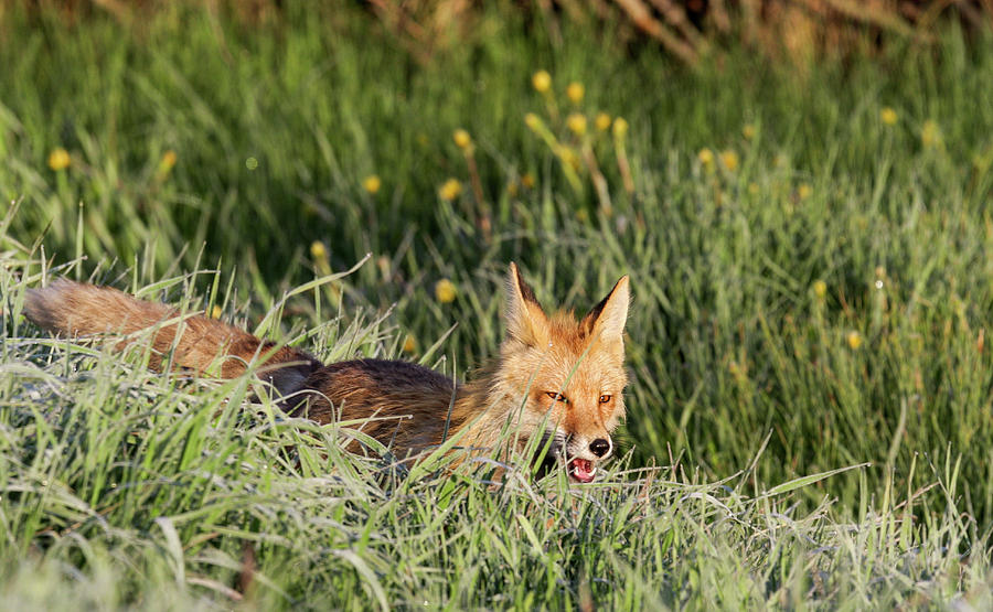 Mother Fox Photograph by Ronnie And Frances Howard