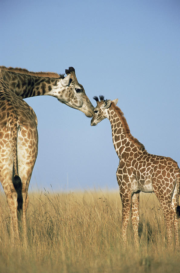 Mother Giraffe Nuzzling Calf Giraffe Photograph by James Warwick