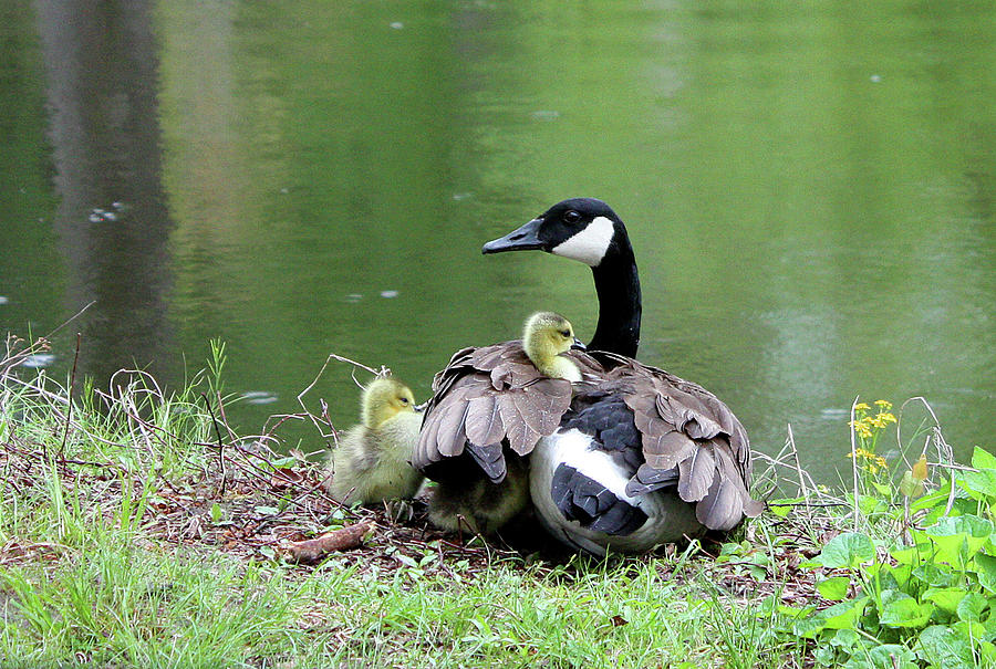 Mother Goose Photograph by Brian Hockman - Fine Art America