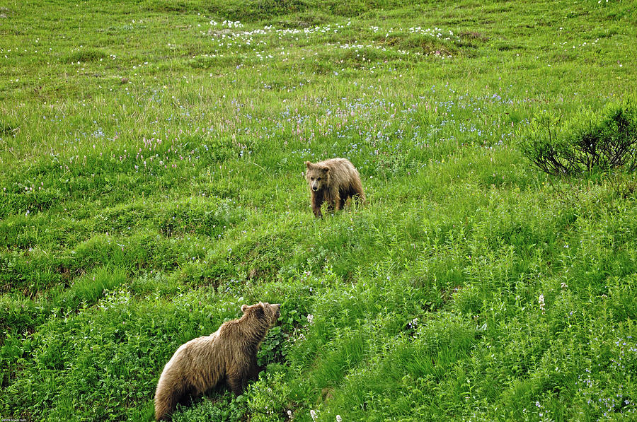 Mother Grizzly Bear And Cub Photograph by @niladri Nath