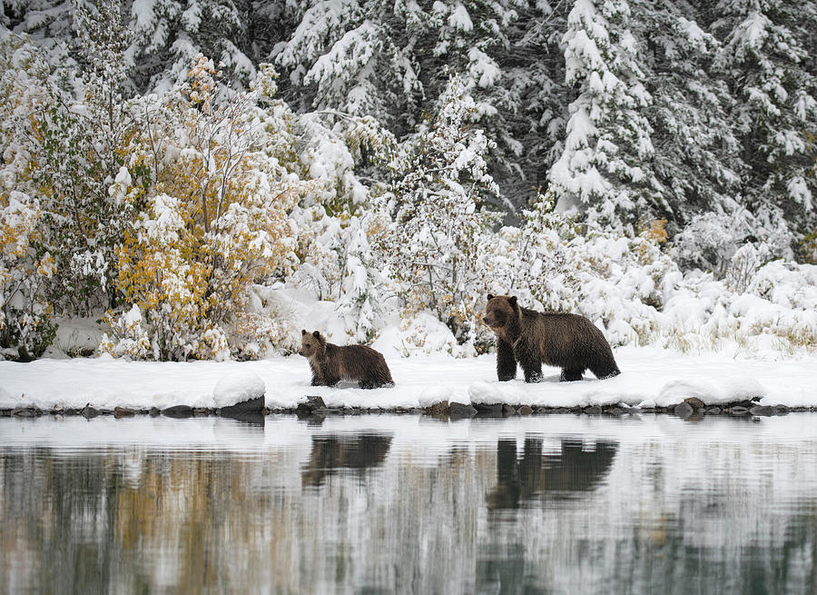 Mother Grizzly Bear and Cub Walking along the shore Photograph by Claudio Bacinello