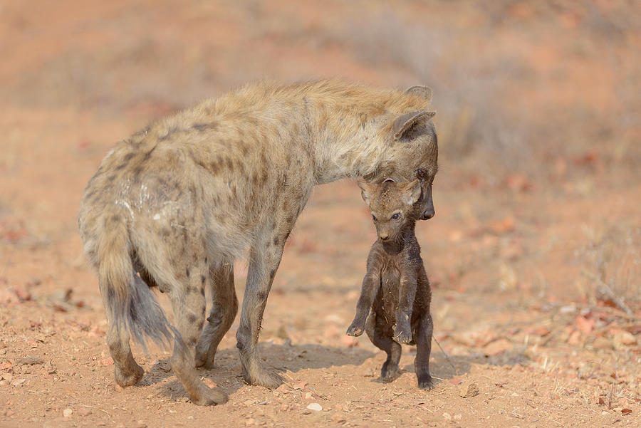 Mother Hyena Carrying The Pupy Photograph by Ozkan Ozmen     I     Big Lens Adventures