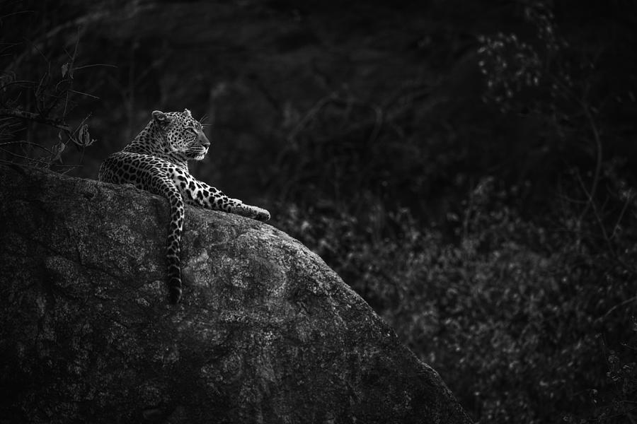 Leopard Photograph - Mother Leopard by Mohammed Alnaser