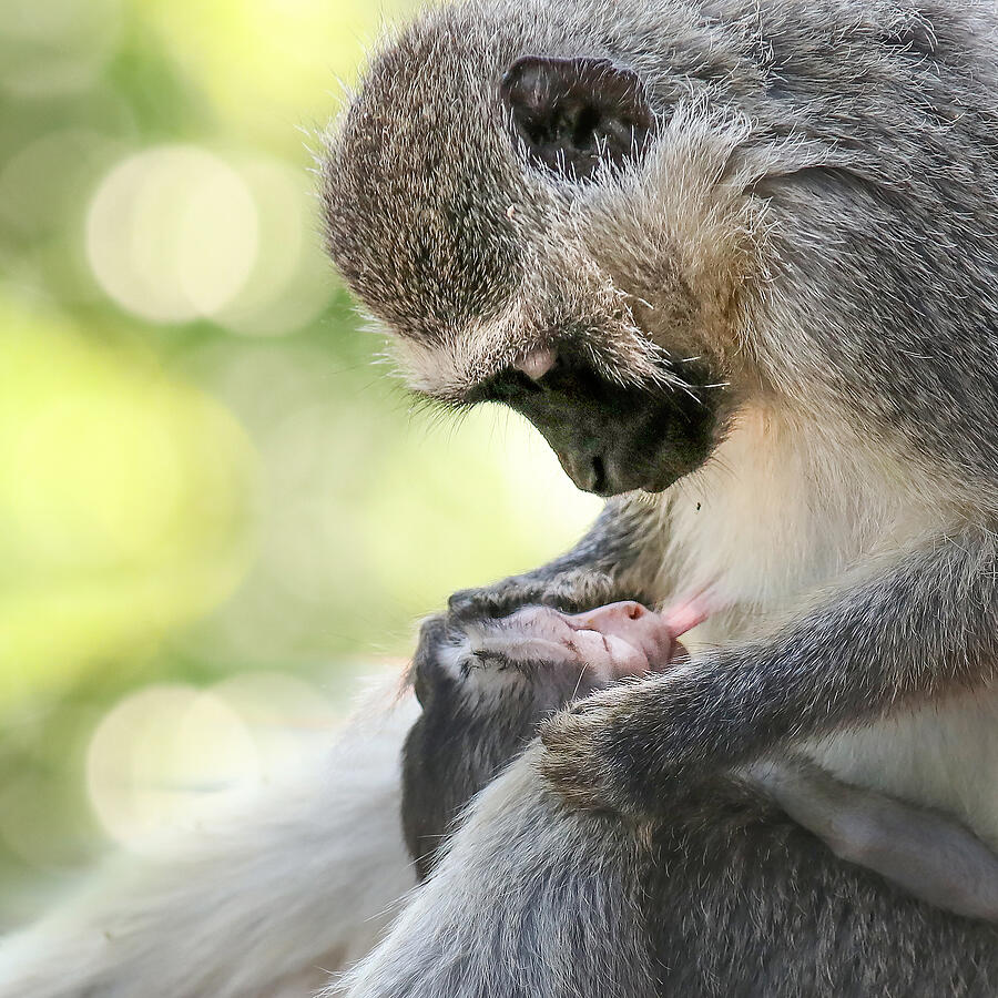 Wildlife Photograph - Mother Love by Gaby Grohovaz