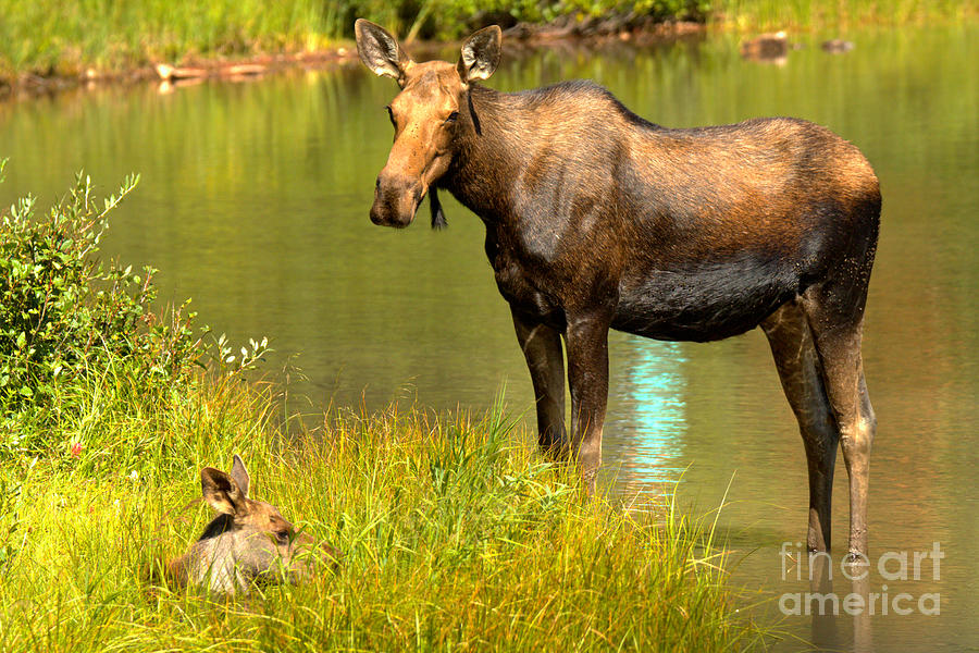 Mother Moose And Junior Photograph by Adam Jewell