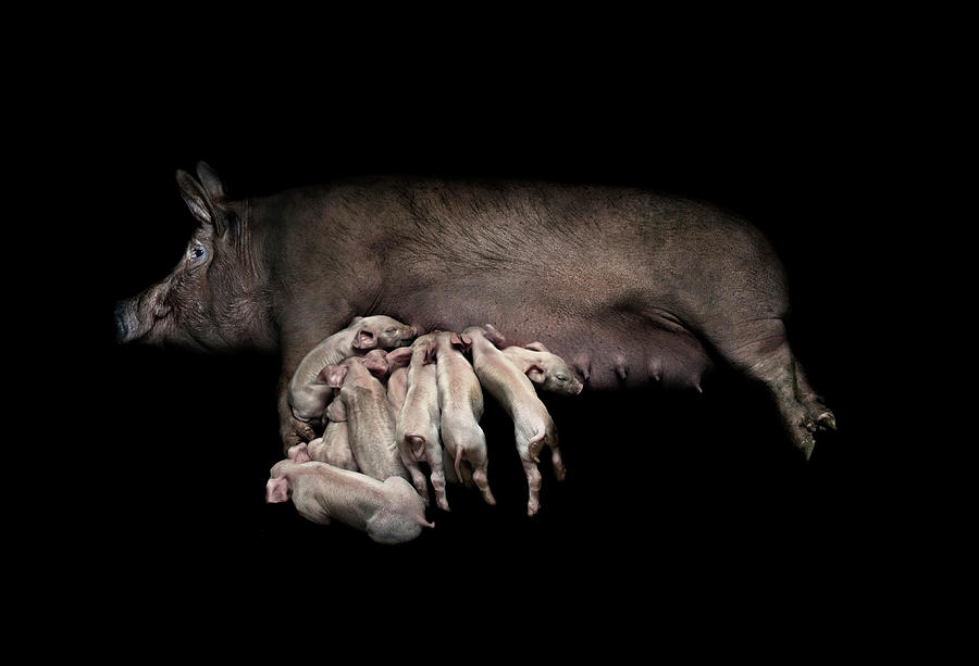 Mother Pig And Piglets Suckling Black Photograph by Michael Duva