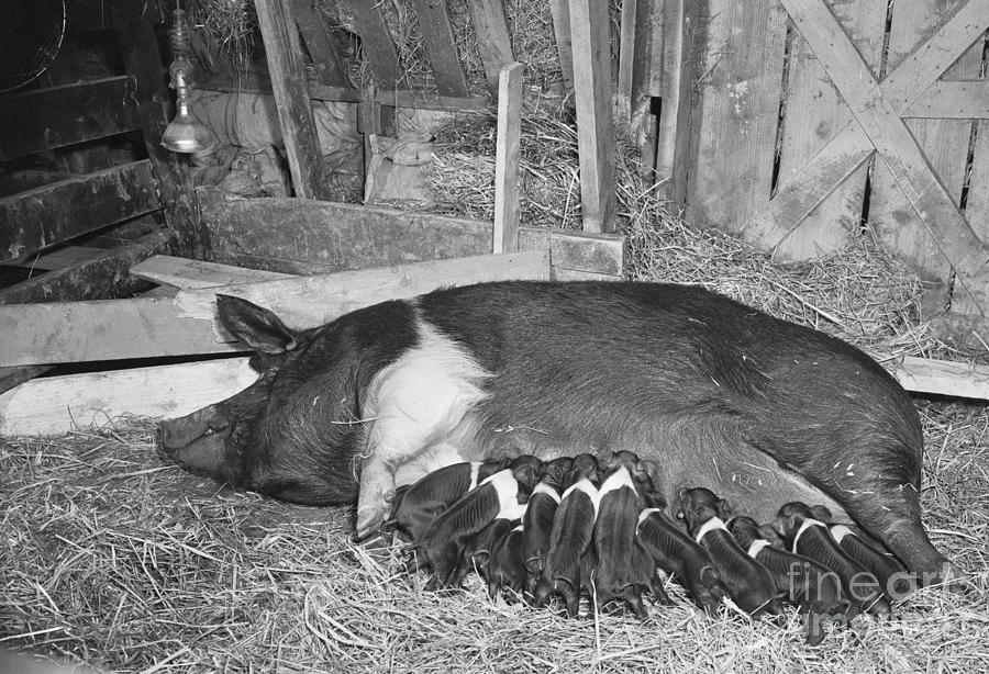 Mother Pig Suckling Piglets In Barn Photograph by Bettmann
