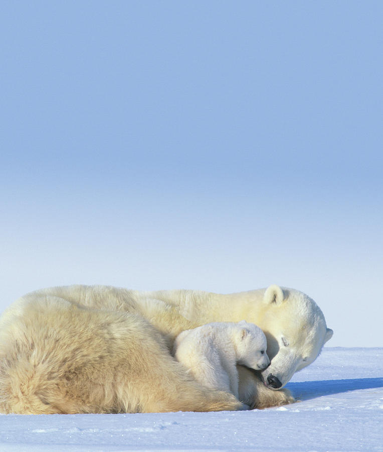 Mother Polar Bear & Cub Sleeping Photograph by Art Wolfe
