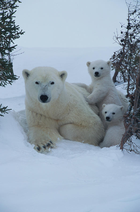 Mother Polar Bear & Her Cub, Canada Photograph by Art Wolfe Mother Polar Bear & Her Cub, Canada Photograph by Art Wolfe