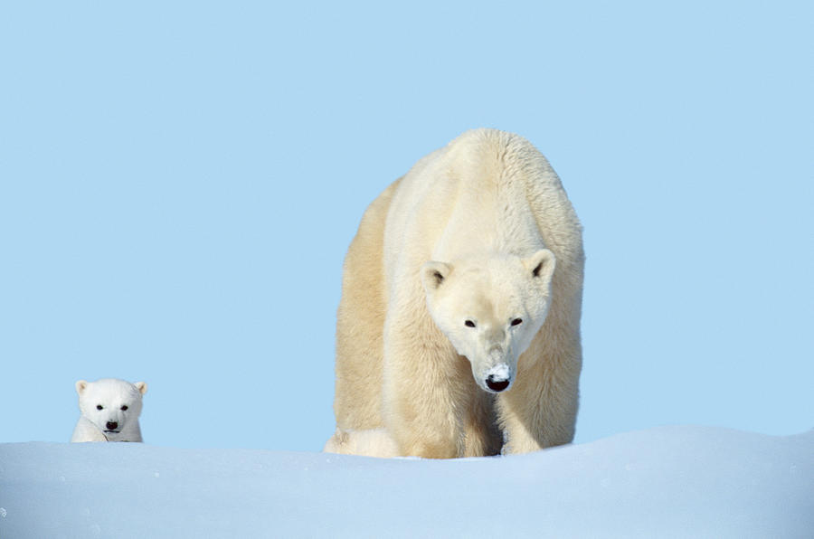 Mother Polar Bear With Cub, Canada Photograph by Art Wolfe