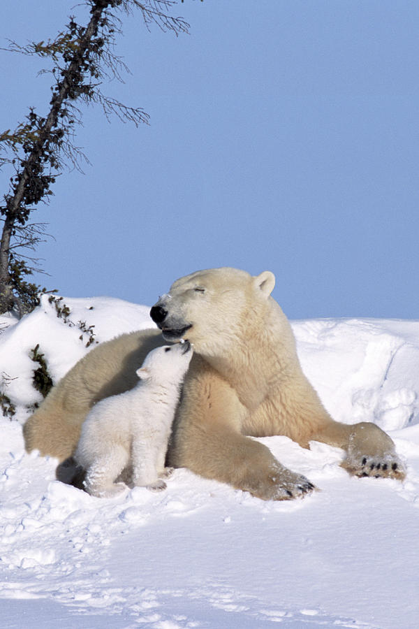 Mother Polar Bear With Cub, Kissing Photograph by Art Wolfe