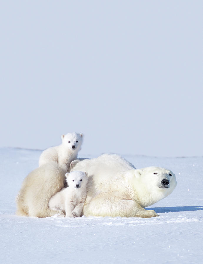 Mother Polar Bear With Cubs, Canada Photograph by Art Wolfe