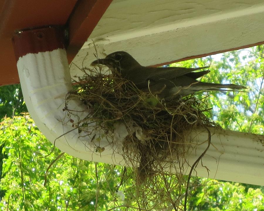 Mother Robin Nesting Photograph by Paul - Phyllis Stuart - Pixels