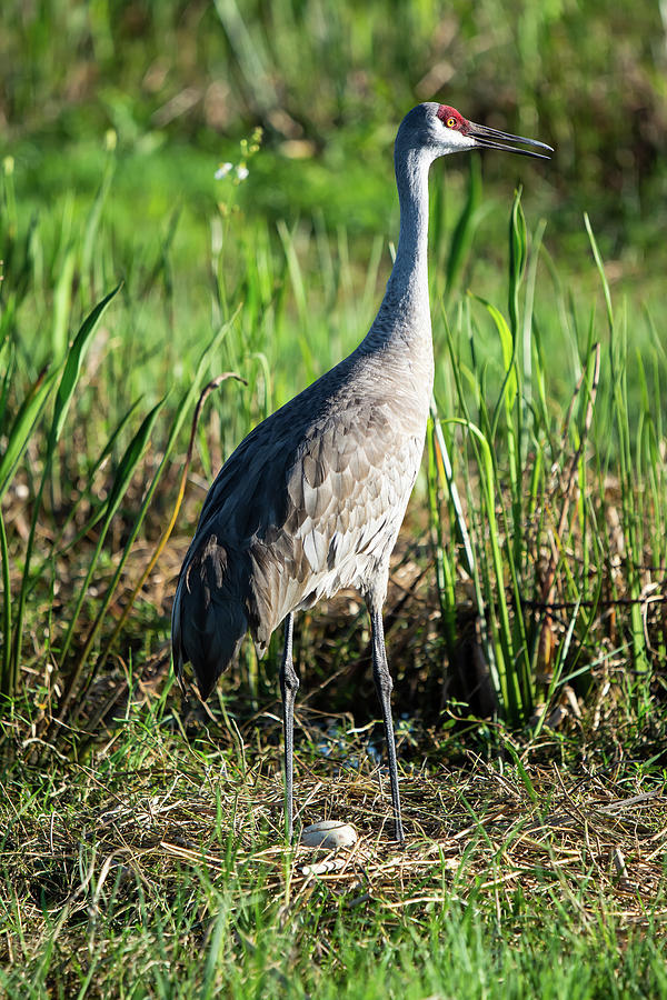 Mother SandHill Crane Photograph by John Ruggeri