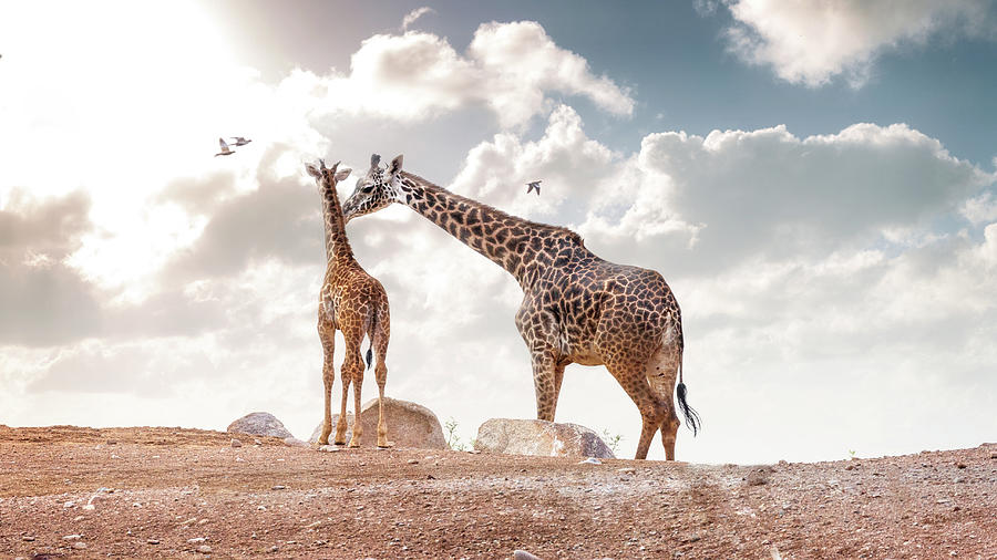 Nature Photograph - Mother Showing Affection to Baby Masai Giraffe by Good Focused