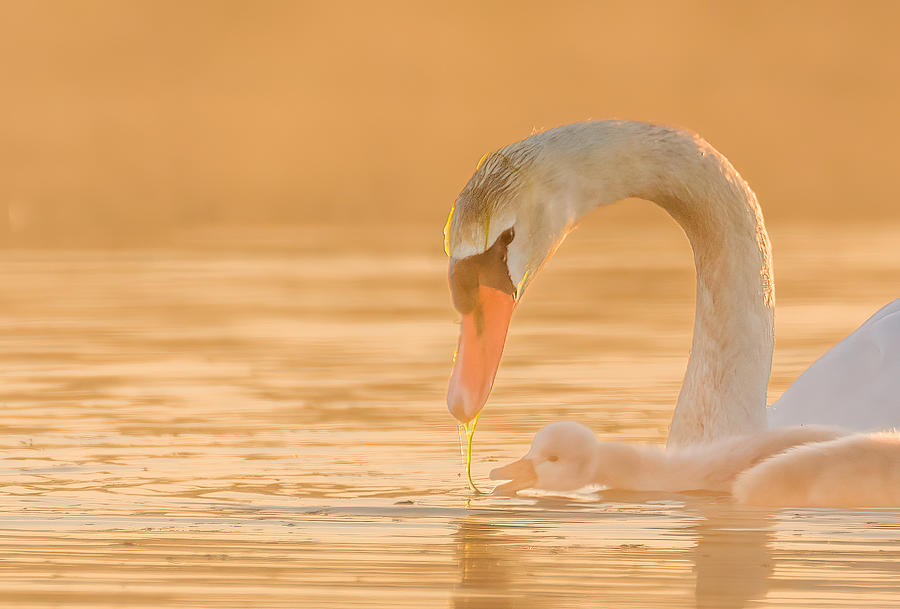 Swan Photograph - Mother Swan Feeding Its Baby by Michael Z. Li