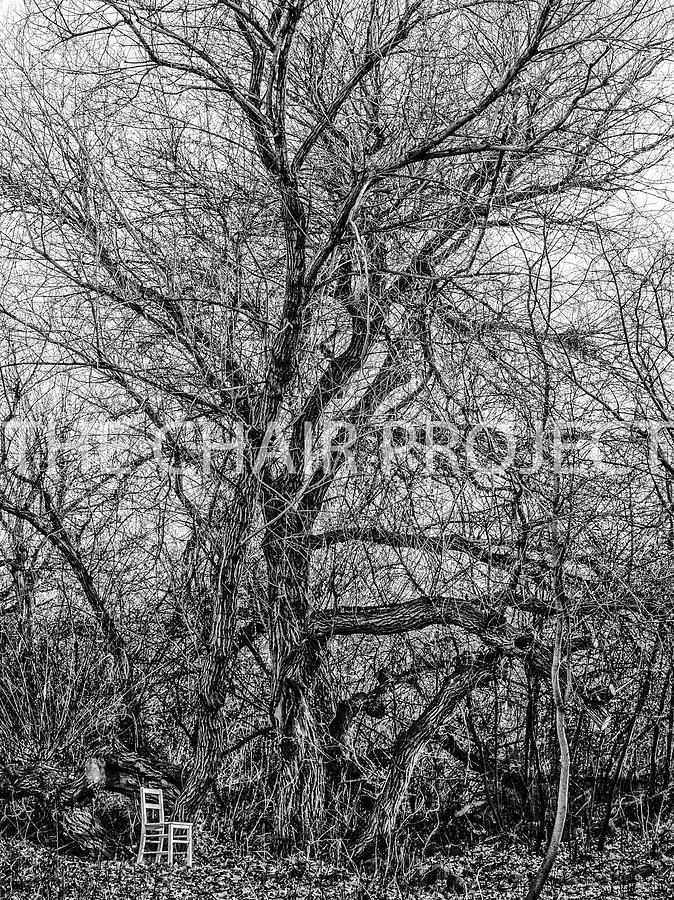 Mother Tree / The Chair Project by Dutch Bieber Mother Tree / The Chair Project by Dutch Bieber