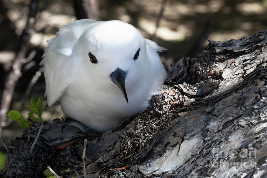 Mother White Tern Photograph by Diane Macdonald