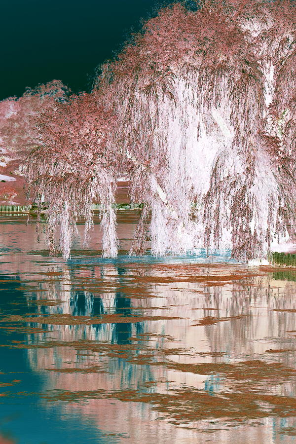 Mother Willow Altered Infrared Photograph by Colleen Cornelius