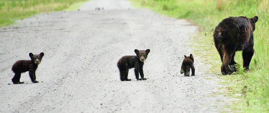 Mother with Cubs Photograph by Minnie Gallman