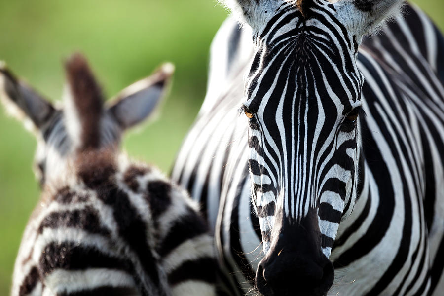 Mother Zebra Equus Quagga And Its Young Photograph by Regis Vincent