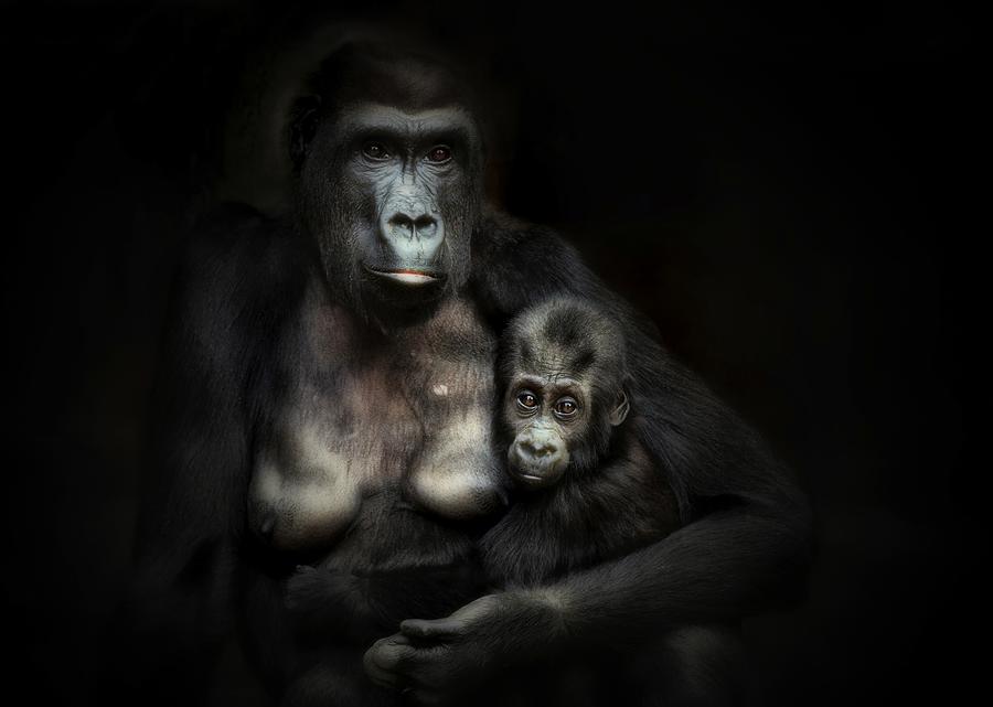 Ape Photograph - Motherhood .... by Antje Wenner-braun