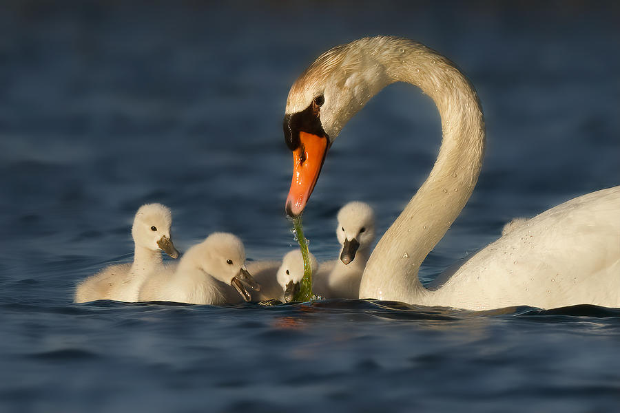 Motherly Love Photograph by Aidong Ning