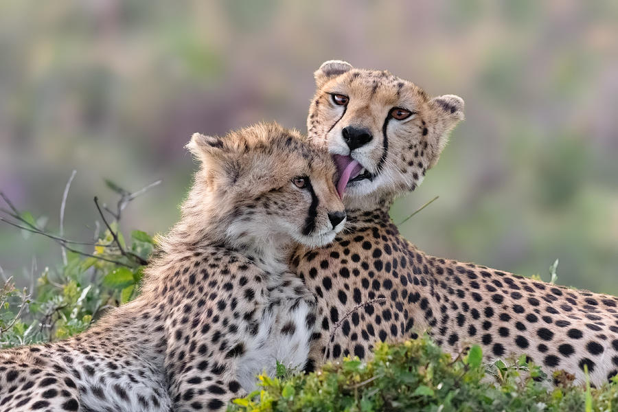 Cheetah Photograph - Motherly Love by Mario Vigo