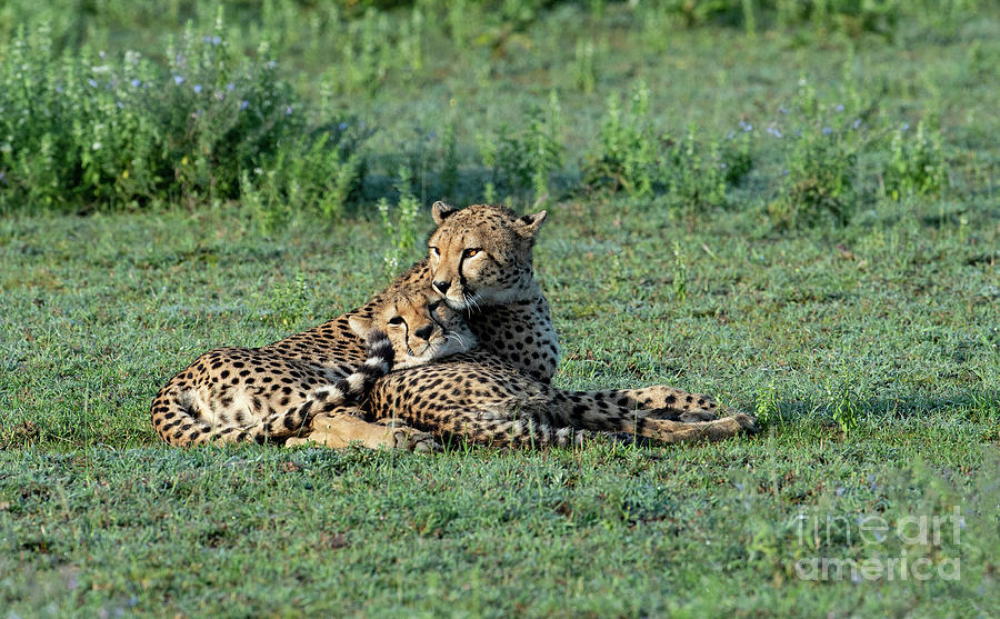 Motherly Love - Serengeti  Photograph by Sandra Bronstein