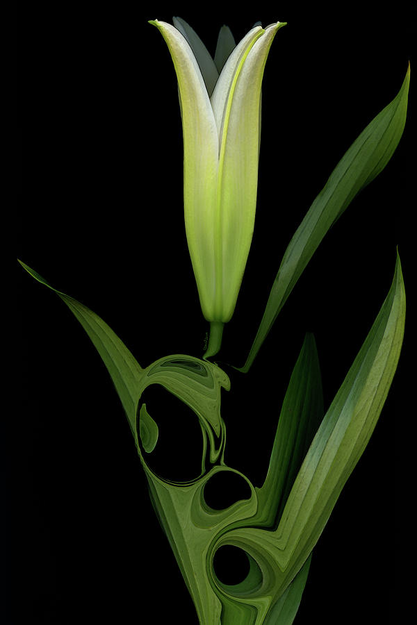 Mother's Day 2019 by Carel Schmidlkofer Mother's Day 2019 by Carel Schmidlkofer