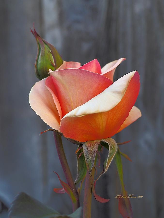 Mothers Day Rose Photograph by Richard Thomas