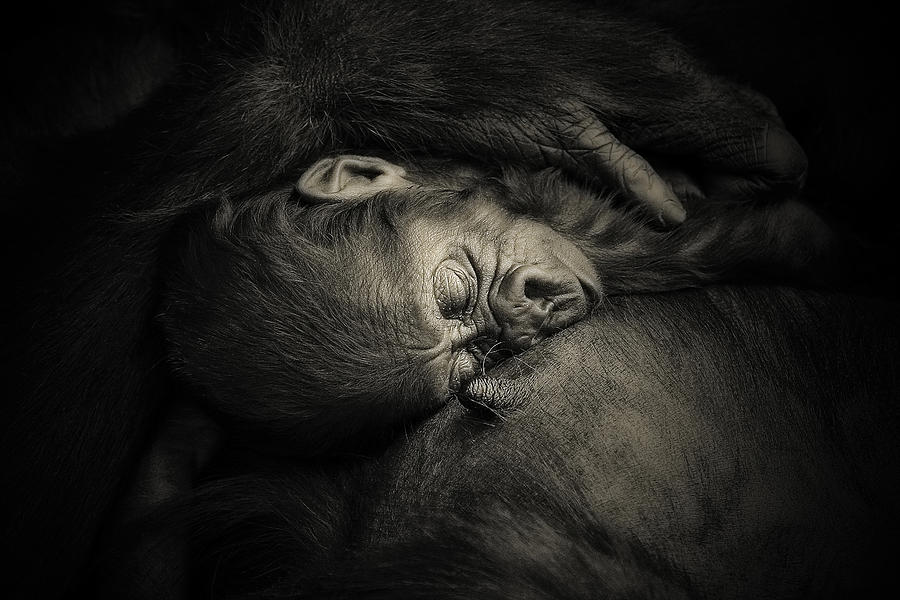 Gorilla Photograph - Mothers Hug .... by Antje Wenner-braun