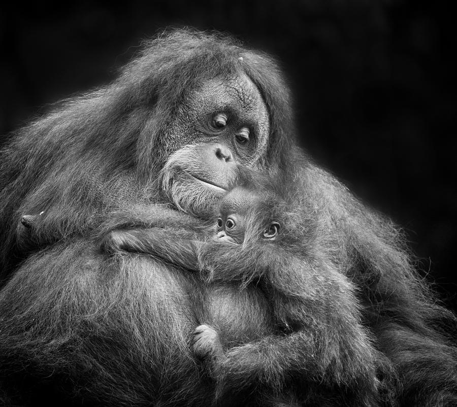 Animal Photograph - Mothers Love by Angela Muliani Hartojo